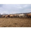 Image 19 : Greg Trewin - 1025# February Delivery Steers - 60 Head (Coulter, MB)