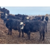 Image 7 : Hines Ranching Co. Ltd. - 1020# September Delivery Grass Heifers - 240 Head (Lloydminster, AB)