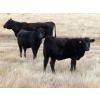 Image 5 : L & J Ranch - 585# Oct/Nov Heifer Calves - 54 Head (Harptree, SK)
