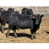 Image 7 : 9X Enterprises - 25 Black Angus X Replacement Heifers (Millicent, AB)