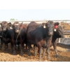 Image 3 : Little Rainbow Ranch - 1070# July/August Delivery Steers - 60 Head (Moosomin, SK)