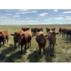 Image 5 : RJ Bart Stock Corp. - 925# August Delivery Grass Heifers - 60 Head (High River, AB)