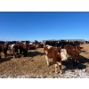 Image 4 : Ten Bar Cattle Co. - 1075# September Delivery Grass Steers - 173 Head (Brownvale, AB)