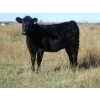 Image 3 : Susy Friesen - 525# October Delivery Heifer Calves - 40 Head (Patricia, AB)