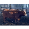 Image 9 : Kelndorfer Farms - 34 2nd & 3rd Calf Red/RBF/RWF Bred Cows (Killam, AB)