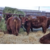 Image 4 : Emmett Stuber - 7 Red/Simm X Heifers (Pen 731 - 733)