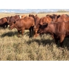 Image 5 : Westview Cattle Co. - 960# October Delivery Grass Heifers - 64 Head (Consort, AB)