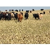 Image 6 : Block's Ranching Ltd. - 800# September Grass Heifers - 290 Head (Cabri, SK)