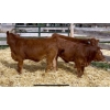 Image 2 : Pozko Cattle Company Ltd. - 600# October Delivery Heifer Calves - 3 Head (Creston, BC)