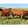 Image 3 : Dr. Elizabeth Homerosky - 610# October Delivery Steer Calves - 20 Head (Cochrane, AB)