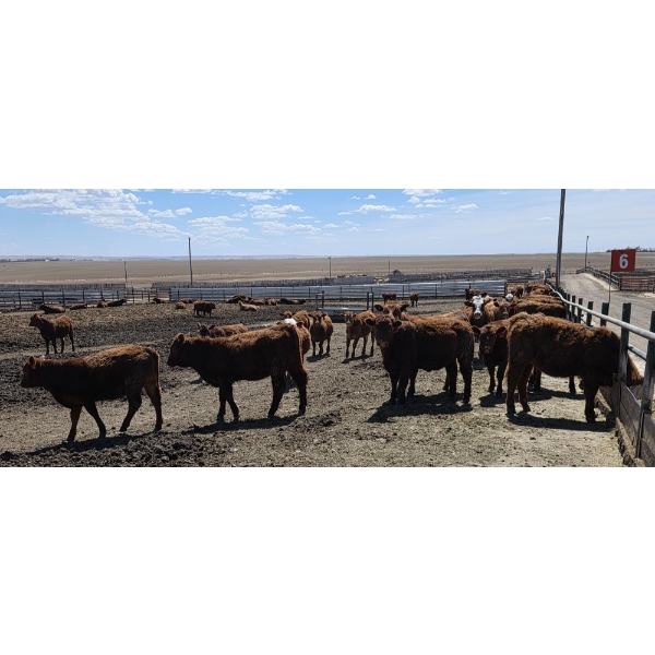 Cattlewood Farms Ltd. - 750# May Delivery Heifers - 100 Head (Swalwell, AB)