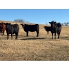 Image 2 : Terry Hines Livestock - 40 Black/BBF Angus X March/April Calving Bred Heifers (Marwayne, AB)