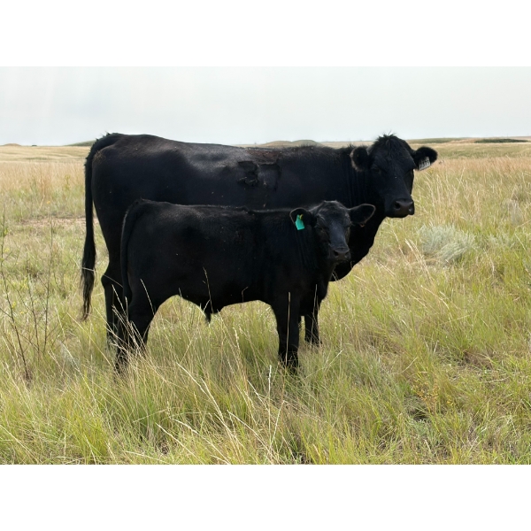 Circus Coulee Cattle (Robert & Jordy Hoff) - 530# November Steer Calves - 95 Head (Dorothy, AB)