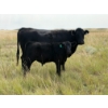 Image 1 : Circus Coulee Cattle (Robert & Jordy Hoff) - 530# November Steer Calves - 95 Head (Dorothy, AB)