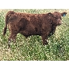 Image 6 : Matthew & Allisa Spruyt - 600# Steer Calves - 80+ Head (Tofield, AB)