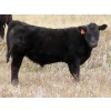 Image 1 : L & J Ranch - 640# Oct/Nov Steer Calves - 54 Head (Harptree, SK)