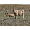 Image 4 : Logan Ranching - 685# November Delivery Steer Calves - 85 Head (Oyen, AB)