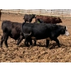 Image 7 : Luke & Jen Smith - 700# July Delivery Steers - 85 Head (Rhein, SK)