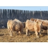 Image 11 : Winn Man Farms - 720# March Delivery Heifers - 254 Head (Winnipegosis, MB)