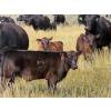 Image 2 : Vredegoor Ranch - 440# October Delivery Heifer Calves - 80 Head (Handhills, AB)