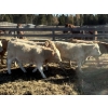 Image 5 : Jeff Smith - 660# October Deliver Steer Calves - 85 Head (Sundre, AB)