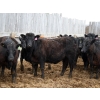 Image 1 : Barfus Farms - 15 Black Replacement Heifers (Hillspring, AB)