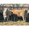 Image 4 : Elkwater Farming Co. - 890# March Delivery Heifers - 128 Head (Elkwater, AB)