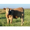 Image 12 : Darcy, Colton & Blake Reinhardt - 700# October Delivery Steer Calves - 88 Head (Nightingale, AB)