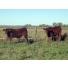 Image 3 : Wade & Frances Tobler - 575# October Delivery Steer Calves - 50 Head (Patricia, AB)