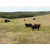 Image 6 : Rick Murphy - 980# October Delivery Grass Steers - 130 Head (Lloydminster, AB)