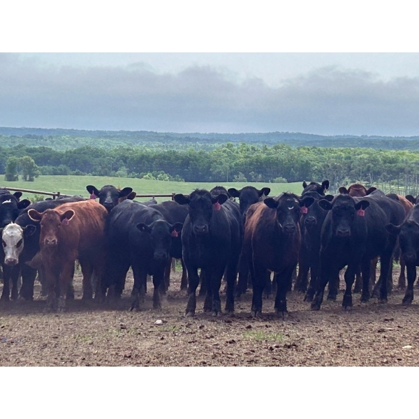 Turtleview Livestock - 850# June Delivery Heifers - 68 Head (Goodlands, MB) VBP+