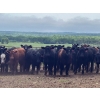 Image 1 : Turtleview Livestock - 850# June Delivery Heifers - 68 Head (Goodlands, MB) VBP+