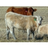 Image 4 : Strickland Cattle Co. - 535# November Steer Calves - 75 Head (Milestone, SK)