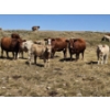 Image 13 : Johnston Ranches - 690# October Delivery Steer Calves - 80 Head (Cereal, AB)