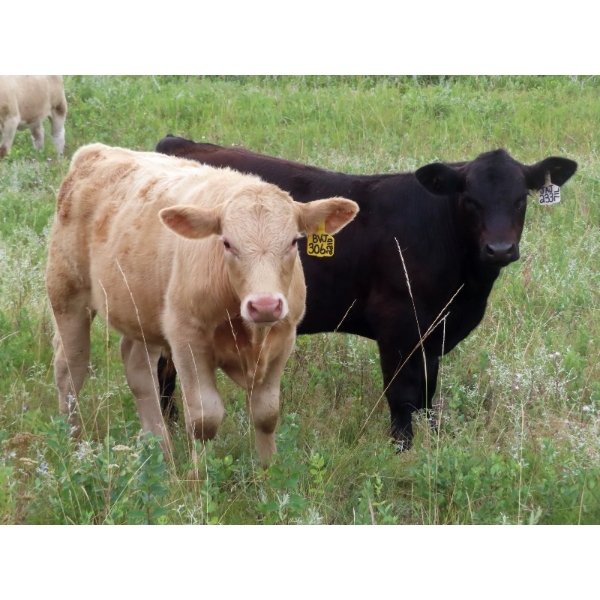 Byron & Jenna Johnson - 640# October Delivery Steer Calves - 95 Head (Strasbourg, SK) VBP+