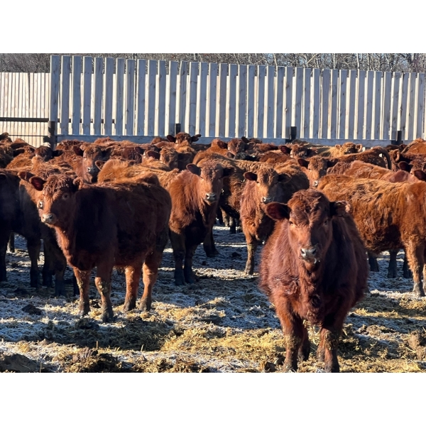 Hillcrest Farming Co. - 800# February Delivery Steers - 75 Head (Dundurn, SK)