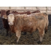 Image 2 : J&R Peterson - 985# January Weaned Steers - 122 Head (Barnwell, AB)