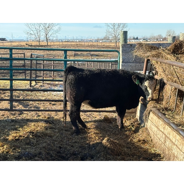 Fox Cattle Co. - 1 Bred Heifer (Pen 524)