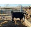 Image 1 : Fox Cattle Co. - 1 Bred Heifer (Pen 524)