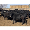 Image 4 : Jarokosky Farms - 800# March/April Delivery Heifers - 40 Head (Lethbridge, AB)