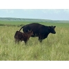 Image 17 : Jamieson Ranch - 550# November Delivery Steer Calves - 95 Head (Cabri, SK)