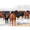 Image 6 : Right Cross Ranch - 550# February Delivery Heifers - 85 Head (Kisbey, SK)