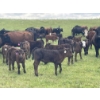Image 2 : Flaman Land & Cattle - 580# October Delivery Steer Calves - 95 Head (Southey, SK)