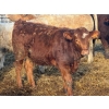 Image 11 : Nathan Allers - 800# March Delivery Heifers - 230 Head (Daysland, AB)