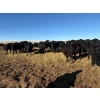 Image 3 : Vern Hambling - 800# February Delivery Heifers - 243 Head (High River, AB)