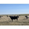Image 7 : Wyatt & Meg Isaacson - 940# Sept/Oct Delivery Grass Steers - 64 Head (Killdeer, SK)