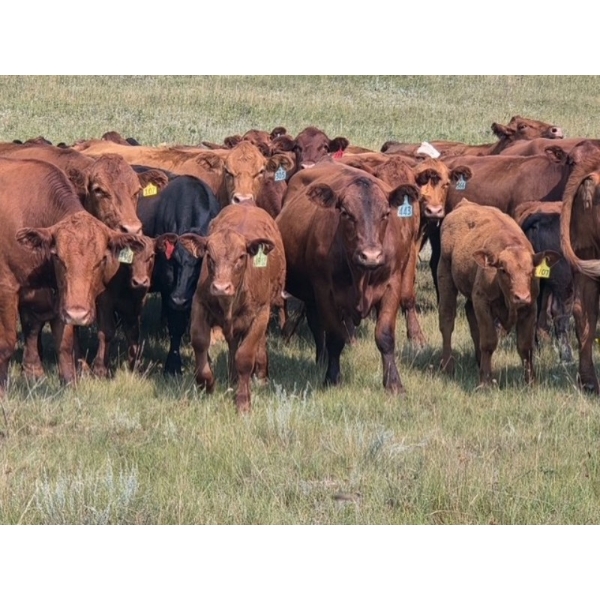 Garvin Kostal - 625# November Delivery Steer Calves - 95 Head (Spring Valley, SK)