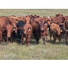 Image 1 : Garvin Kostal - 625# November Delivery Steer Calves - 95 Head (Spring Valley, SK)
