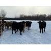 Image 4 : Steven Bartel - 975# July Delivery Heifers - 63 Head (Carroll, MB)