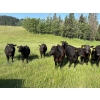 Image 4 : RL7 Ranches - 840# June Delivery Grass Steers - 33 Head (Turner Valley, AB)